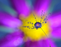 パッション (passion)