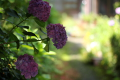 ふり向けば・・・紫陽花