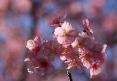 河津桜