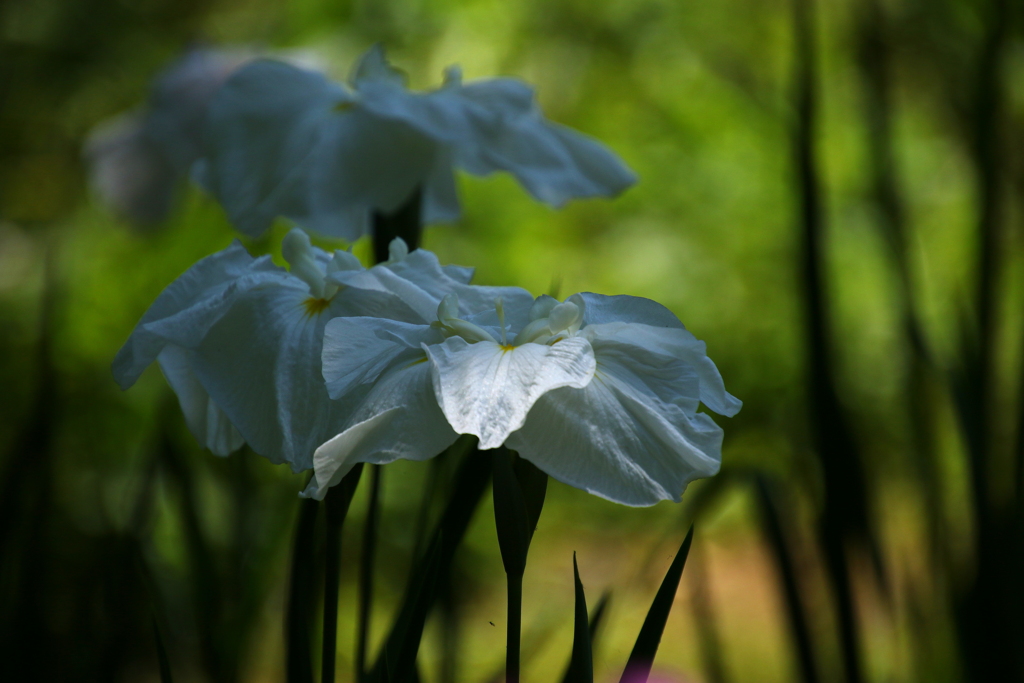 花菖蒲