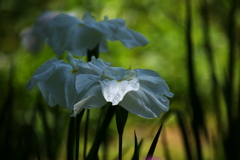 花菖蒲