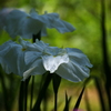 花菖蒲
