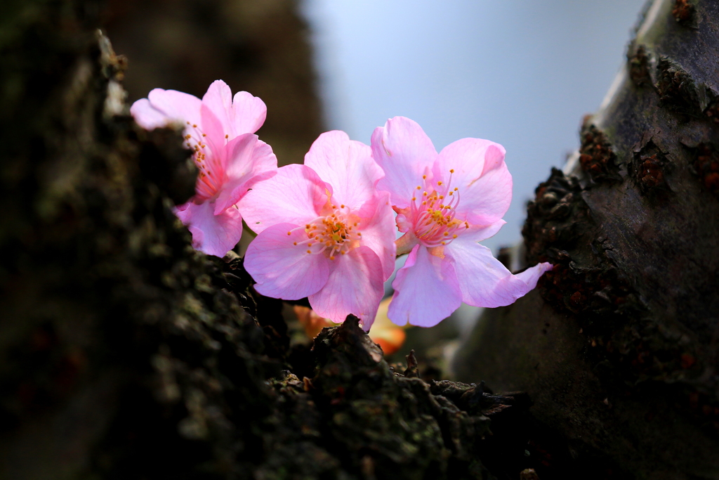 三姉妹　（河津桜）