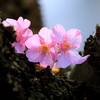 三姉妹　（河津桜）