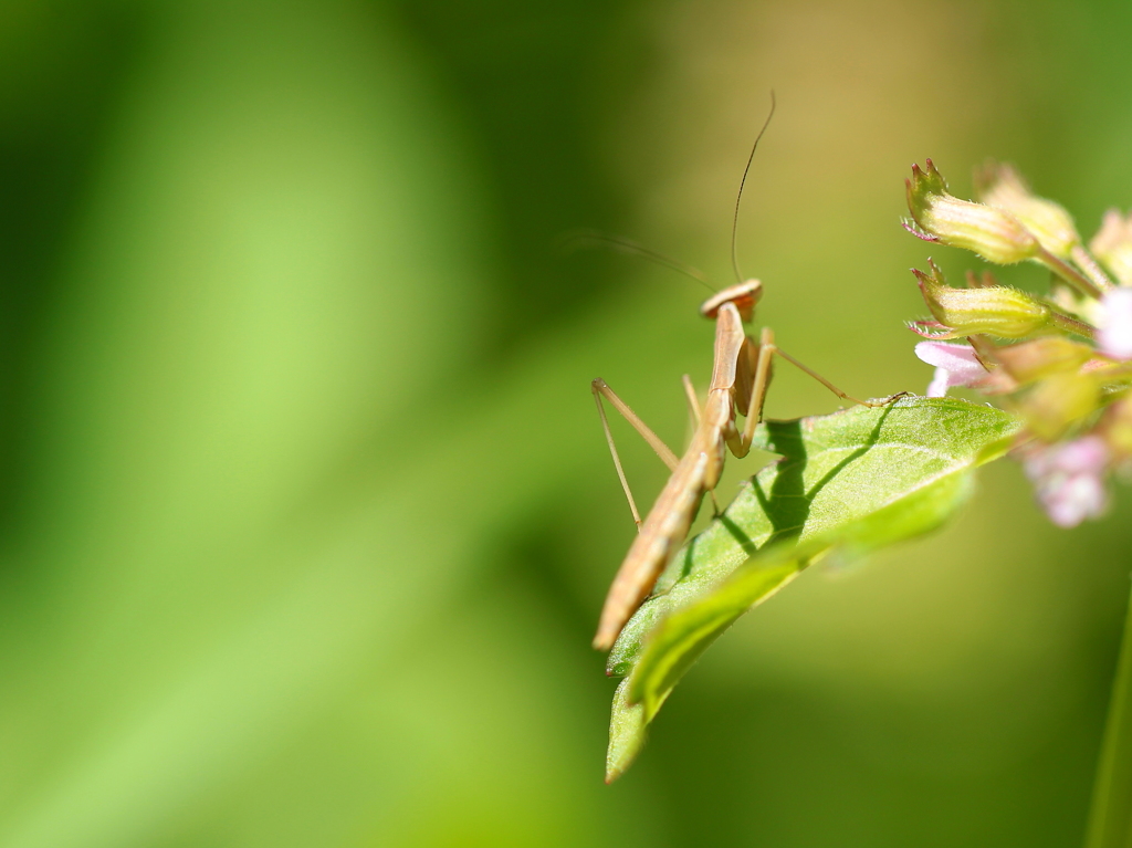 小さな草原のカマキリ君