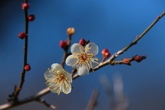 白梅