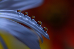 妖精（花と雫）