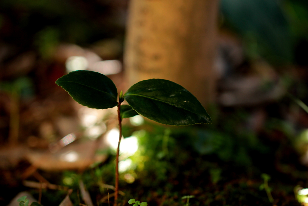 生命力　（独り立ち）