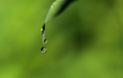 朝露