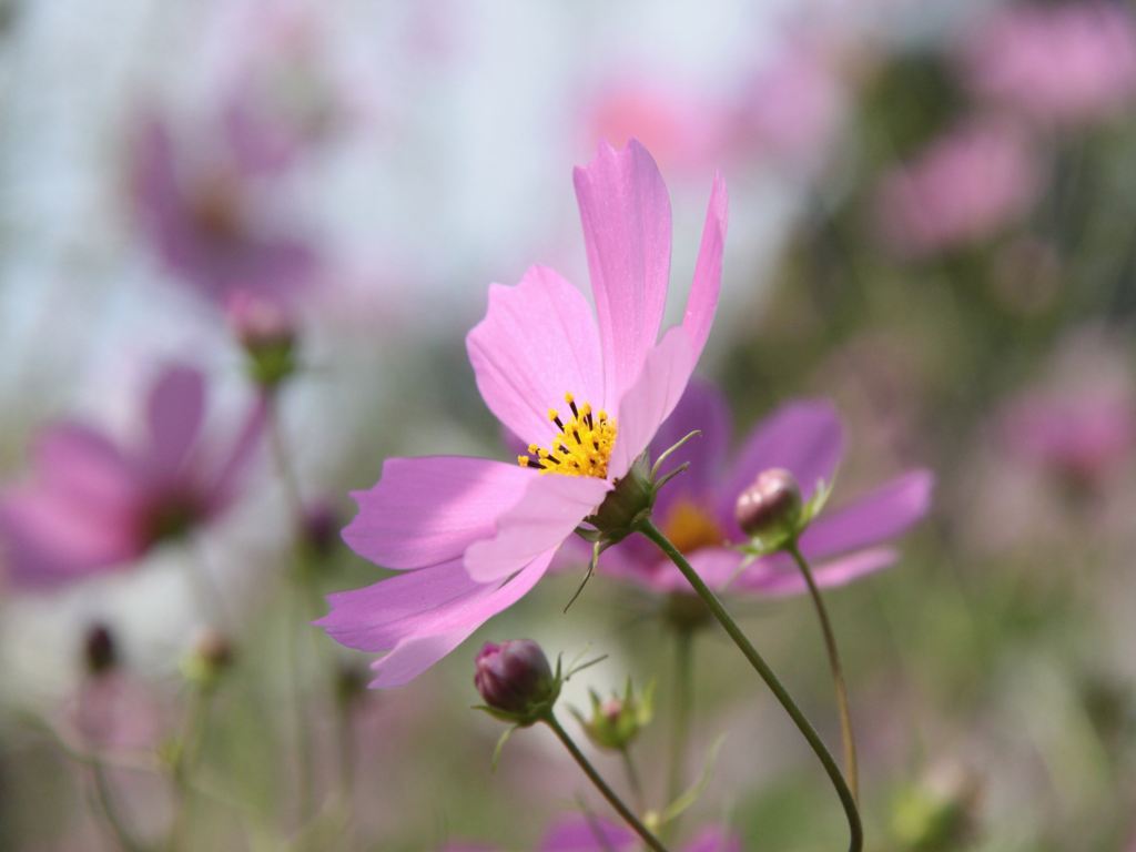 コスモス