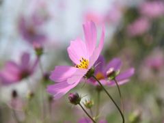 コスモス
