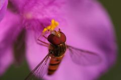 露草とハナアブ