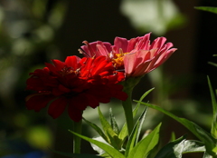 情熱（猛暑にも負けず）