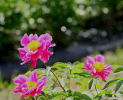 眩しすぎて、どっちを向いていいかわからないわ～！