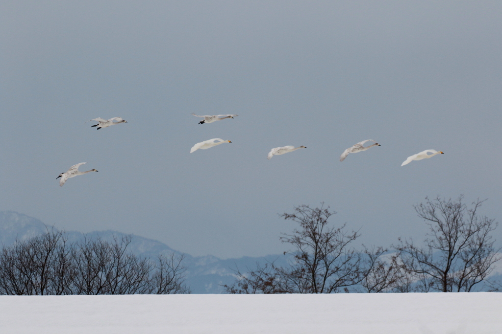 白鳥たちは・・・