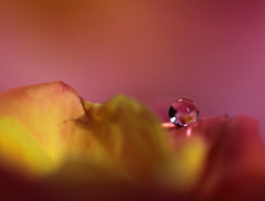 薔薇のため息