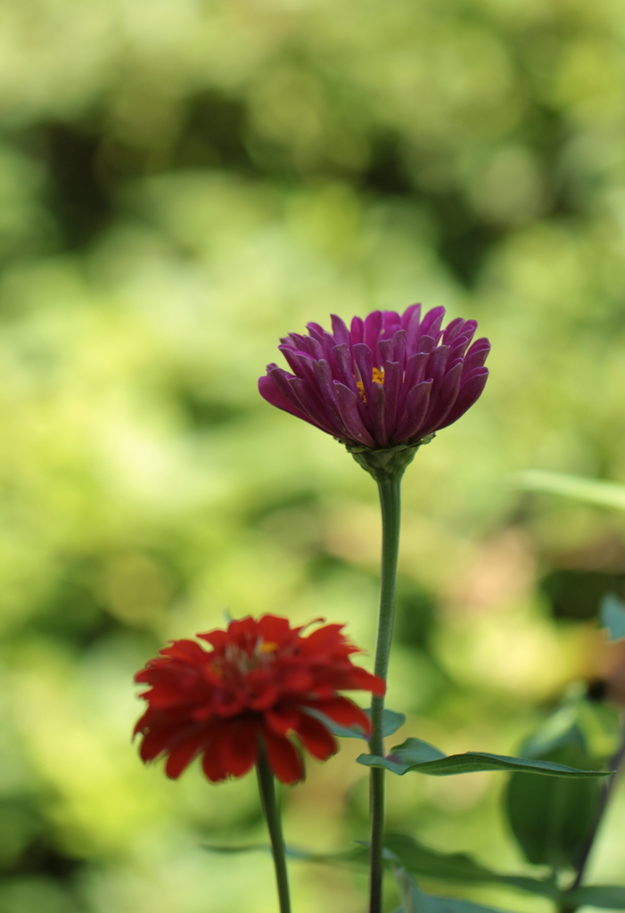 蝶さん飛んできて～♪