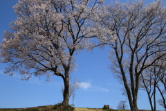 青空と桜