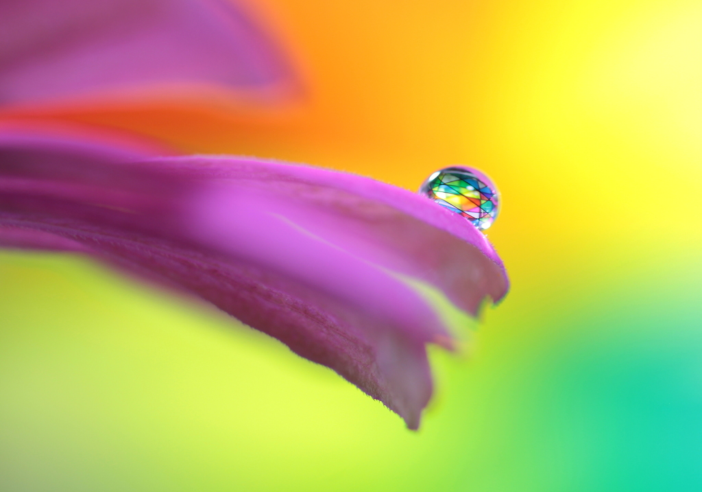 心海ＤＲＯＰＳ・・・ｄｒｅａｍ