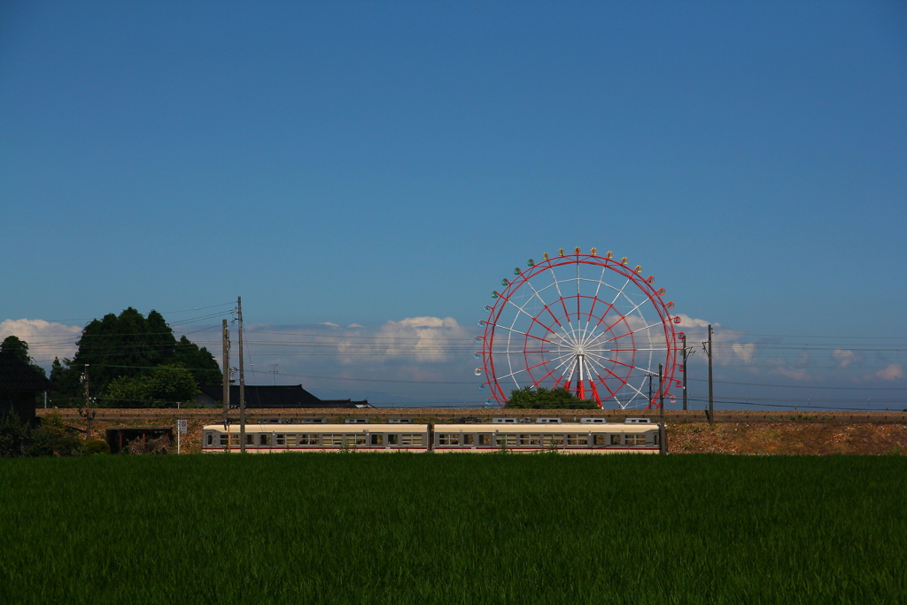 青田と観覧車とわたし（ダイコン）