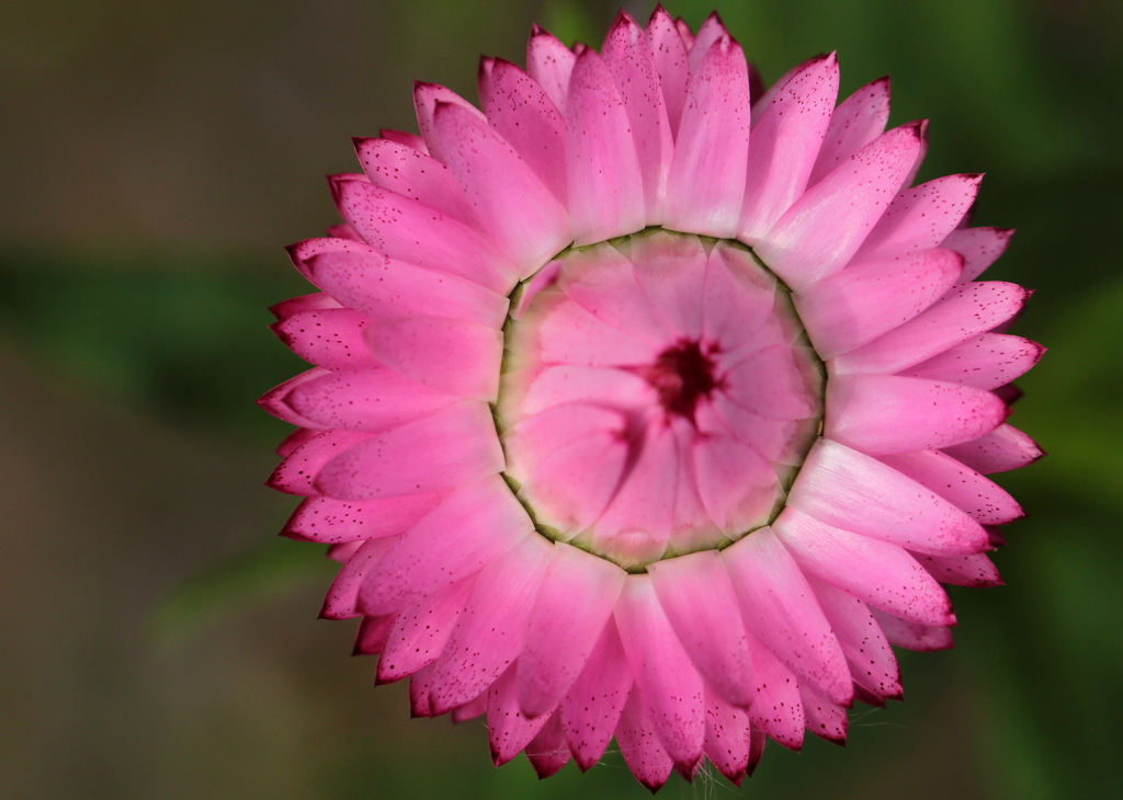 満開まであと少し・・・待っててね♡