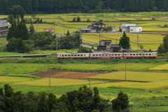 一面が実り