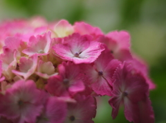 華やぎ・・・（紫陽花2）