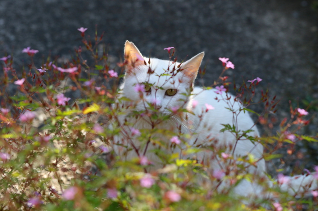 隠れたつもり・・・