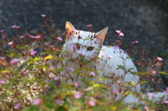 隠れたつもり・・・