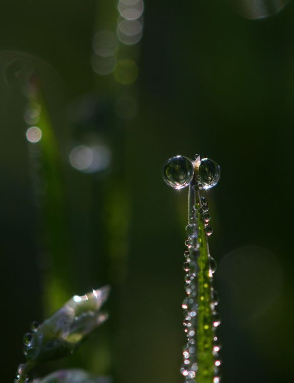 朝露