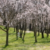 桜～咲いたよ～♪