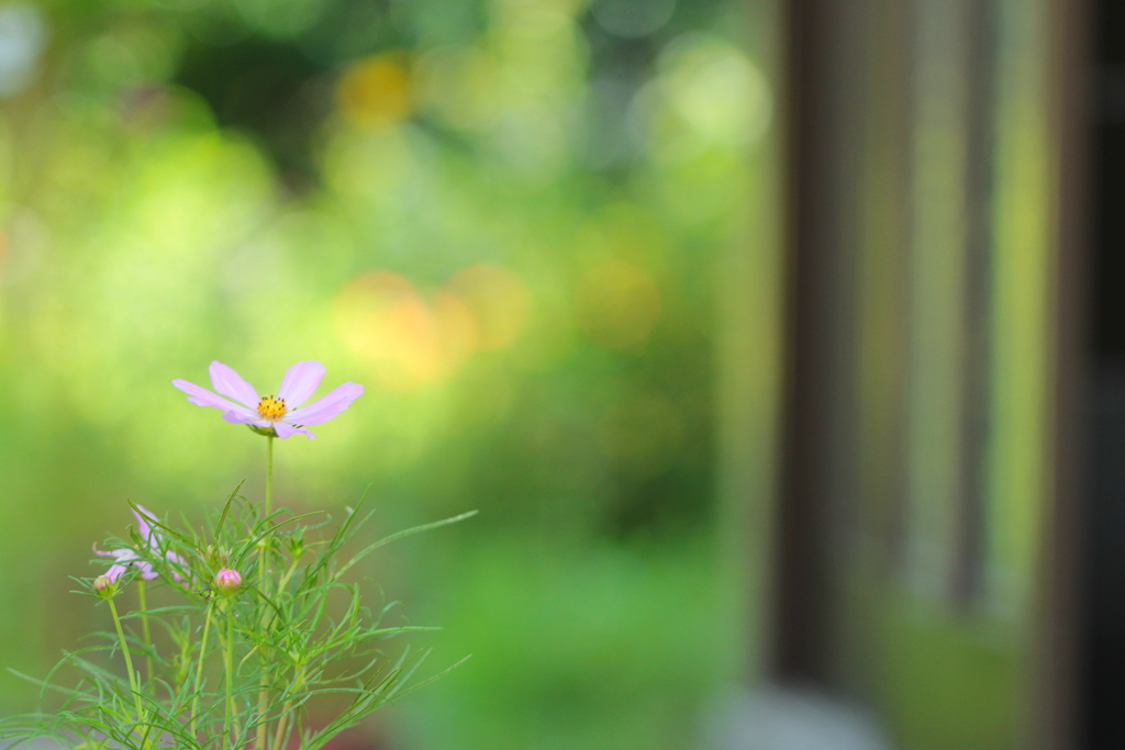 玄関の秋桜