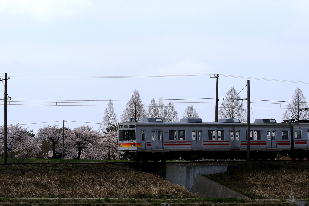 花見に行こう～♪