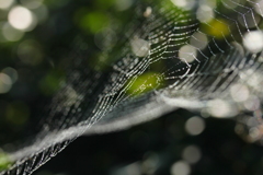 光のシンフォニー2