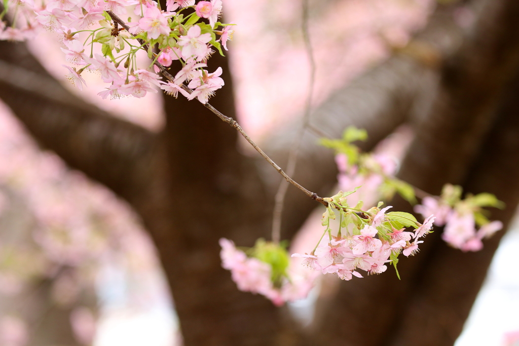 桜さくら～♪木の下で