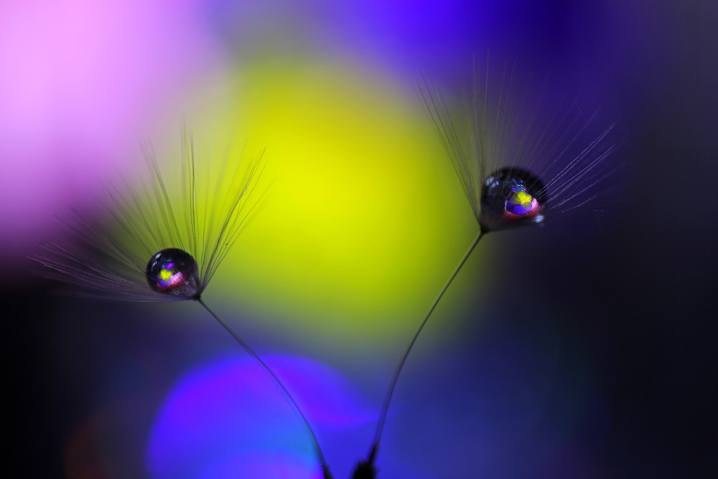 心海ＤＲＯＰＳ
