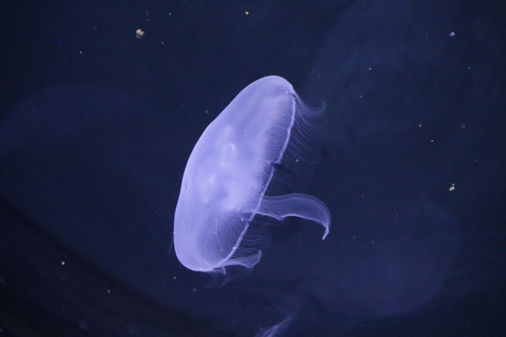 海月