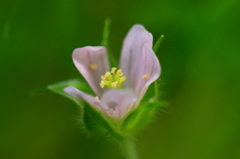 小さな野の花