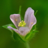 小さな野の花