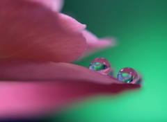 心海DROPS・・・