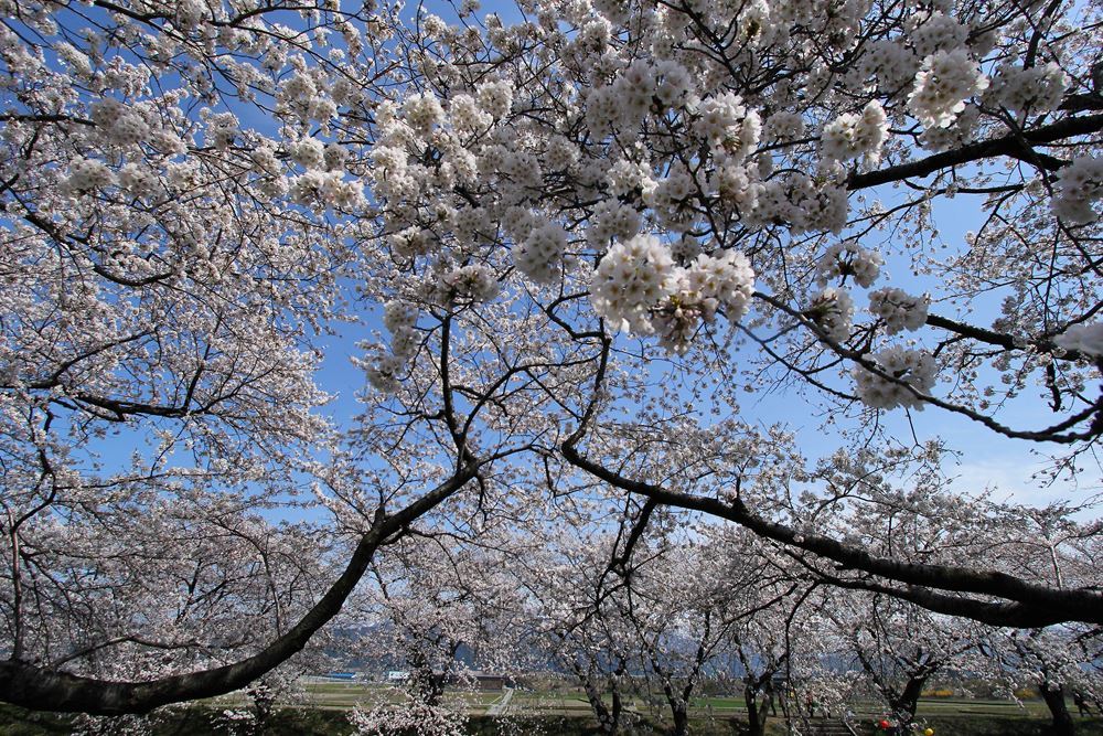 桜満開