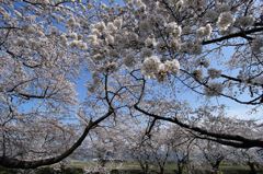 桜満開