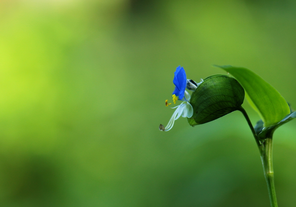 つゆ草