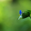 つゆ草