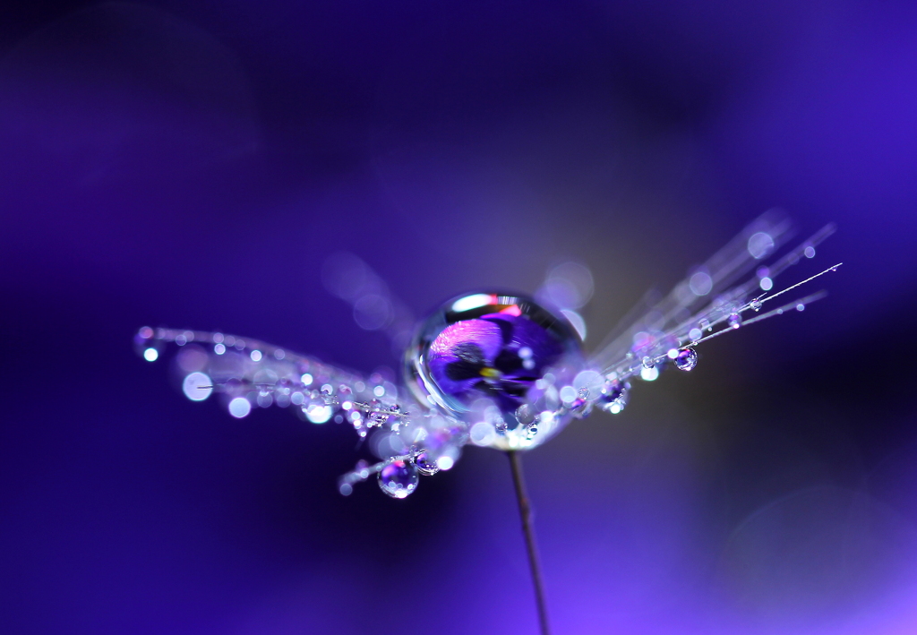 ＤＲＯＰＳ