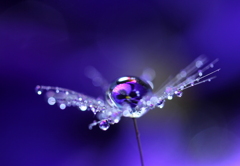 ＤＲＯＰＳ
