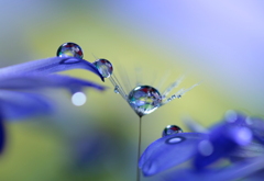 心海ＤＲＯＰＳ　35
