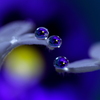 心海ＤＲＯＰＳ・・・同じ月を恋う
