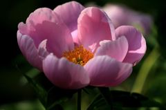 和菓子のように