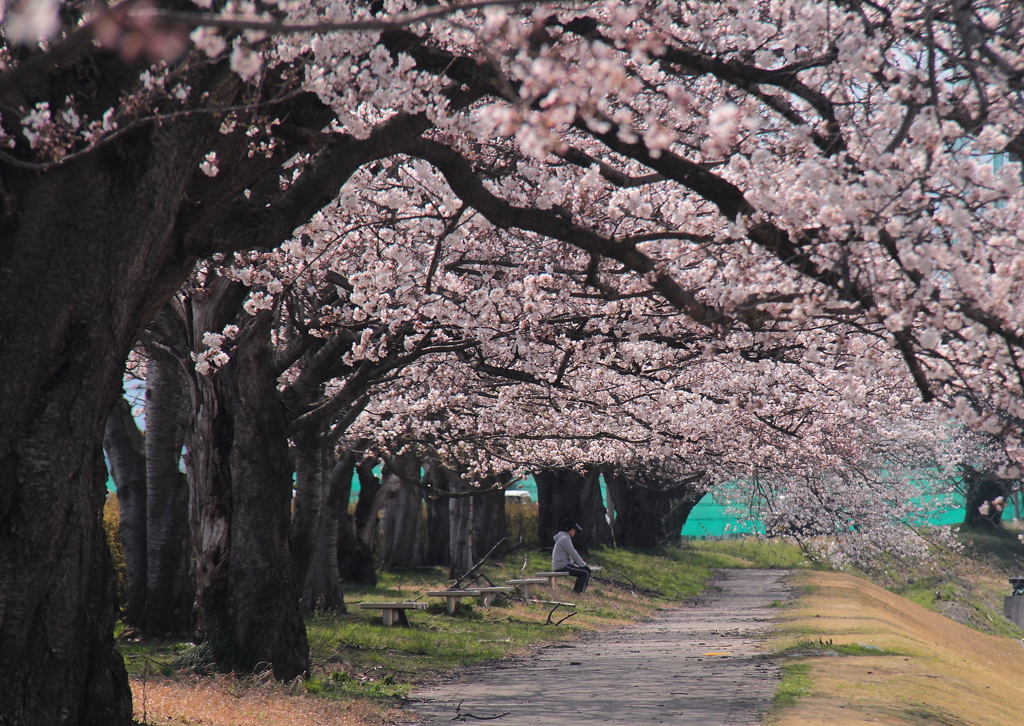 桜の木の下で by 心海 （ID：7650981） - 写真共有サイト:PHOTOHITO